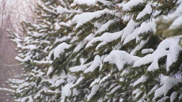 Closeup of Branches with Needles of a Coniferous Tree During a Snowfall in a Winter Forest