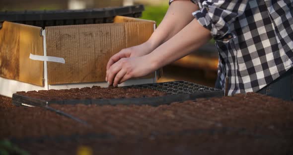 Close Up of Female Gardener Arranges Seedlings alt