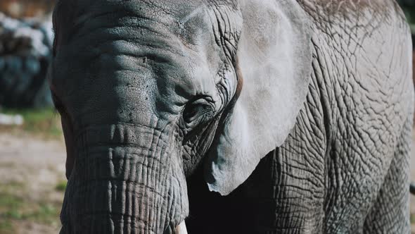 A Grown Up Elephant Giant Mammal With Wrinkled Skin Detail Face African Elephant alt