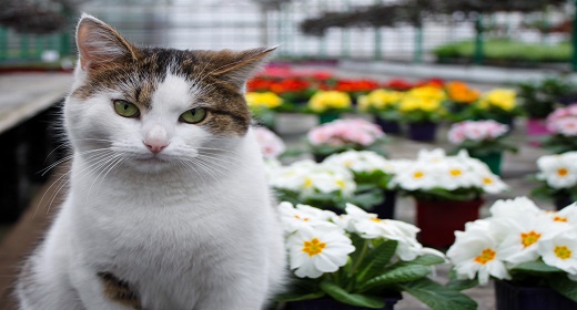Flowers in greenhouse