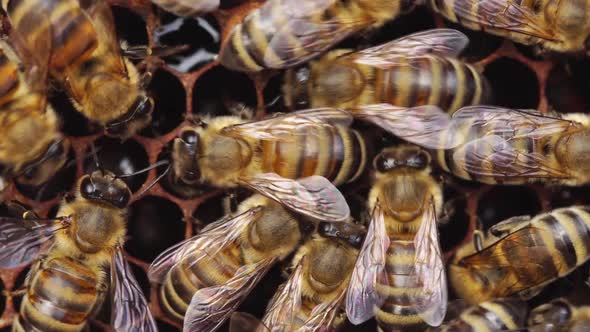 A Honey Bee Colony a Honeycomb Close Up Beehive Beekeeping alt