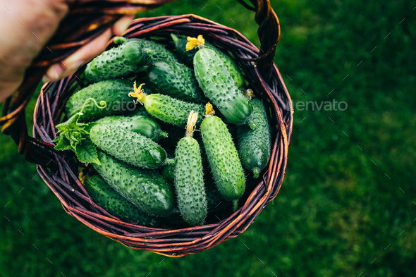 Fresh Organic Cucumber