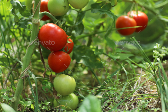 ripening tomatoes in the greenhouse - Stock Photo - Images