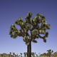 Joshua Tree National Park, Mojave Desert, California - PhotoDune Item for Sale