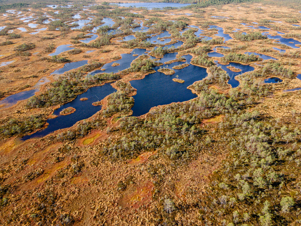 Swamp or bog in Estonian nature reserve Kakerdaja Stock Photo by molenira