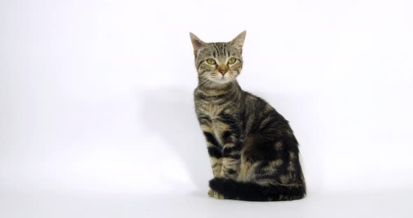Brown Tabby Domestic Cat, Pussy sitting On White Background, Walking, Slow Motion 4K alt