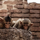 Monkeys are looking in zoo. - PhotoDune Item for Sale