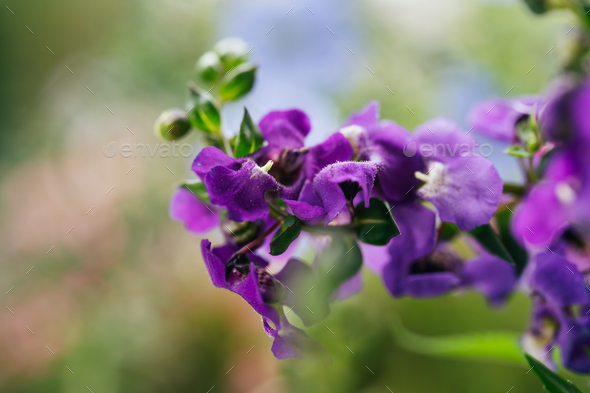 summer-snapdragon-serena-blue-flowers-latin-name-angelonia