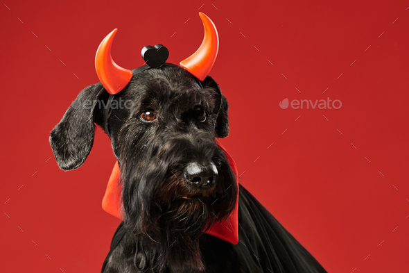 Schnauzer costume clearance