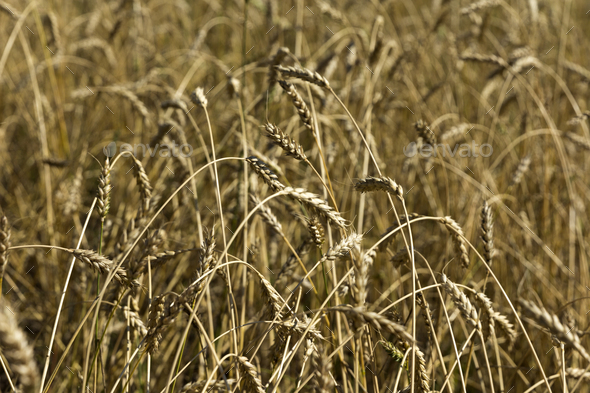 Yellow grain ready for harvest growing in a farm field - Stock Photo - Images