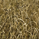 Yellow grain ready for harvest growing in a farm field - PhotoDune Item for Sale