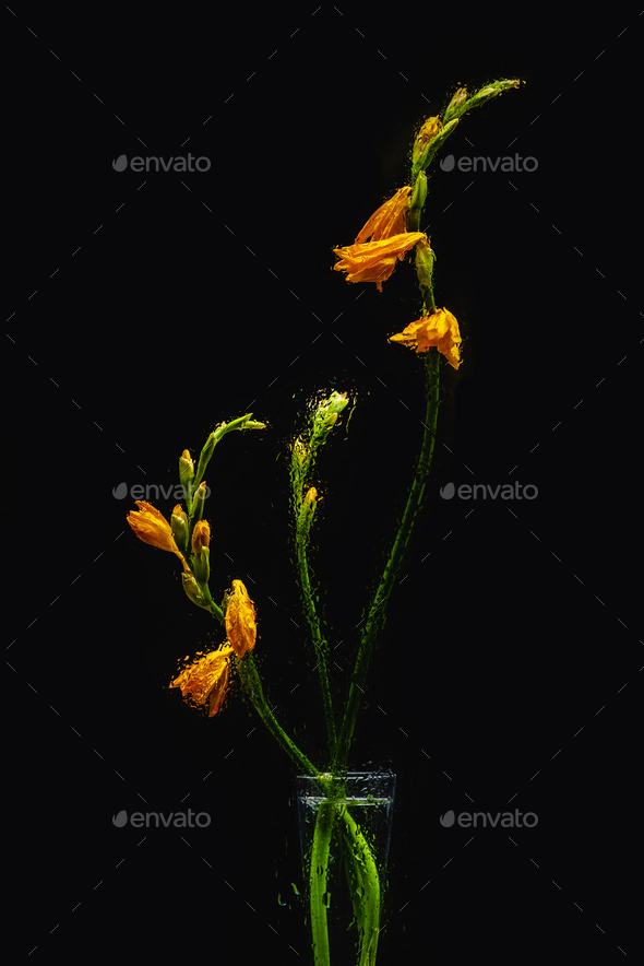wet orange lily flowers in transparent vase isolated on black