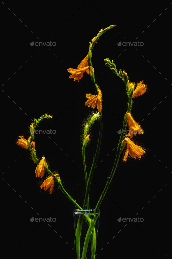 beautiful wet orange lily flowers in transparent vase isolated on black