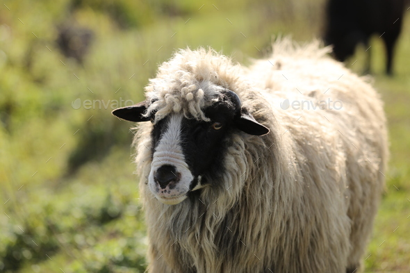 Portrait of a spring lamb. Free-range farming, sustainable farming. lamb on the field.