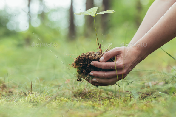 A woman plants a small oak tree in the forest, a volunteer helps to plant new trees in the forest