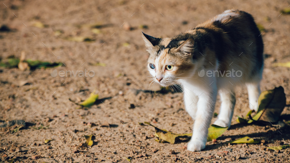 Born with one damaged blind eye, taken care of this orphan cat now walking proudly.