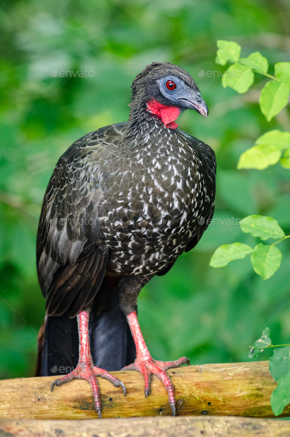 Crested Guan (Penelope purpurascens). Large dark-colored bird perched on a dry log - Stock Photo - Images