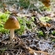 A small single mushroom on a forest floor - PhotoDune Item for Sale