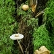 A bonnet mushroom growing out of a tree trunk in woodland forest - PhotoDune Item for Sale