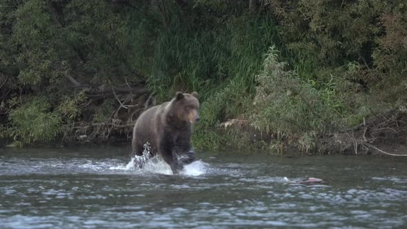 Hungry Brown Bear Running in Spray of Water, Chasing Red Salmon Fish