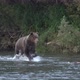 Hungry Brown Bear Running in Spray of Water, Chasing Red Salmon Fish - VideoHive Item for Sale