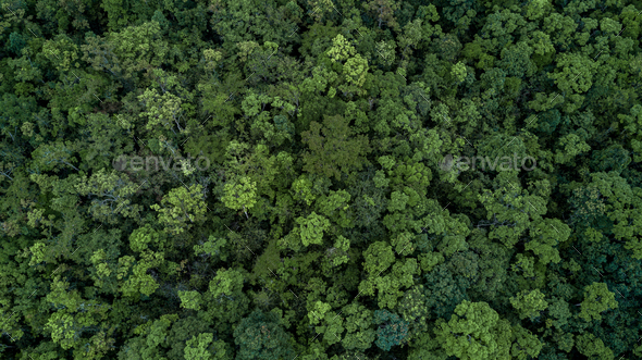 Aerial top view green forest tree texture and background, Tropical ...