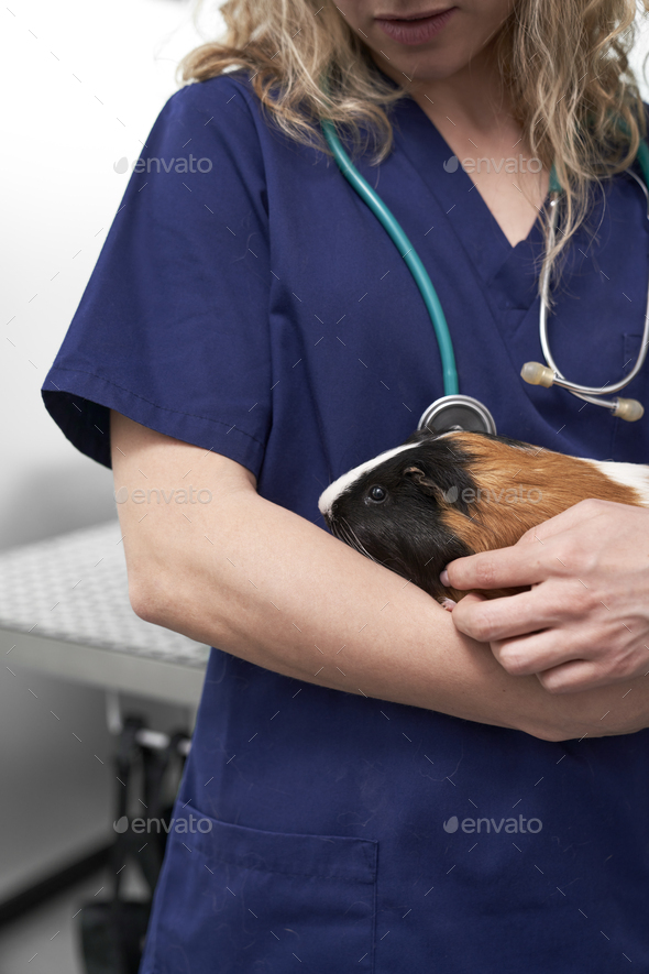 Close up of female vet holding guinea pig on the hand