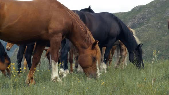 Brown Stallion Closeup Plucks Grass in Meadow Against the Background of Herd
