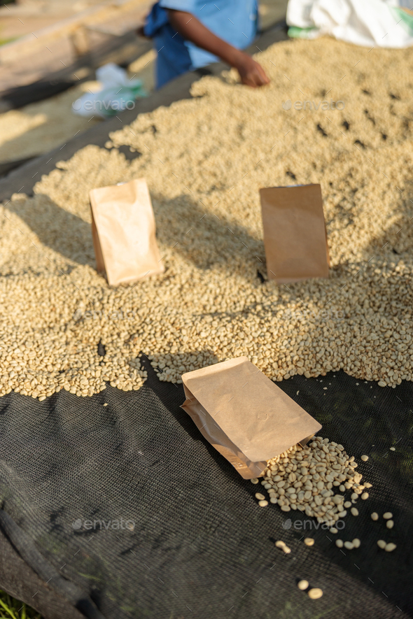 Paper bags with coffee located on the tables at the coffee washing station
