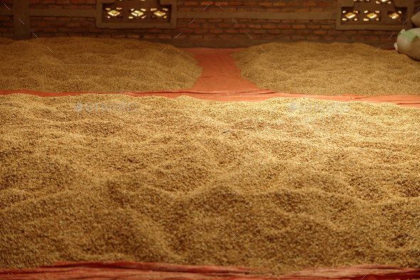 Coffee beans on mats on the floor in a farm warehouse