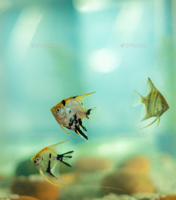 Set of panda angel fishes swimming near the bottom surface of the freshwater fish tank.