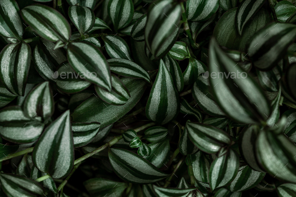 Creative layout with Tradescantia zebrina plant background. - Stock Photo - Images