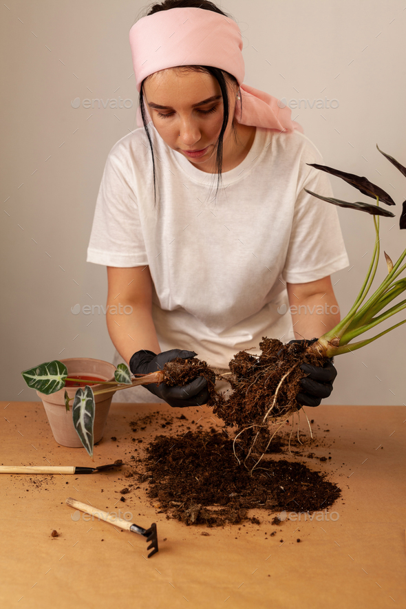Transplanting a houseplant into a new flower pot. - Stock Photo - Images