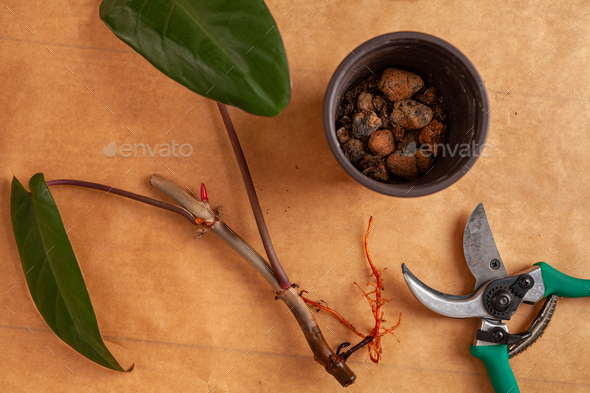 Concept of a home garden. Preparation of the home plants for transplantation. - Stock Photo - Images