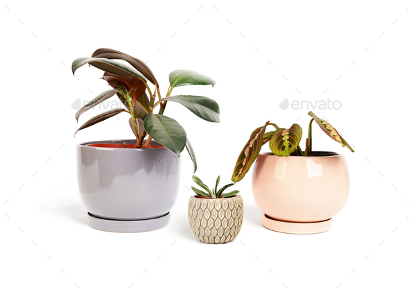 Plants family holding their hands concept - father, mother and their child. - Stock Photo - Images