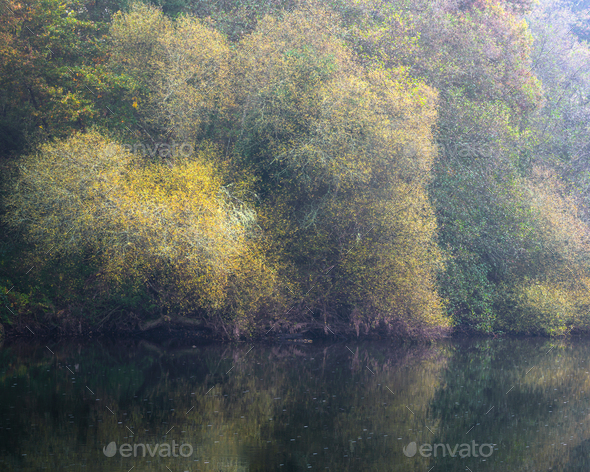 In October the willows that grow on the banks of the river turn yellow