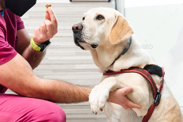 Veterinary doctor giving a prize to a Labrador retriever