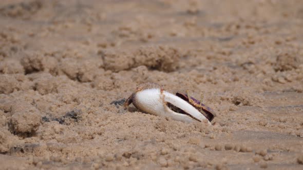 Fiddler crab on the beach  alt