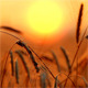 Wheat At Sunset 5 - VideoHive Item for Sale