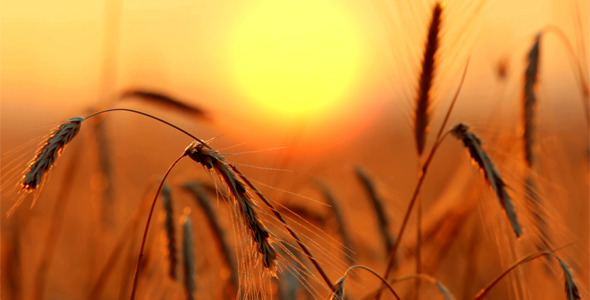 Wheat At Sunset 5