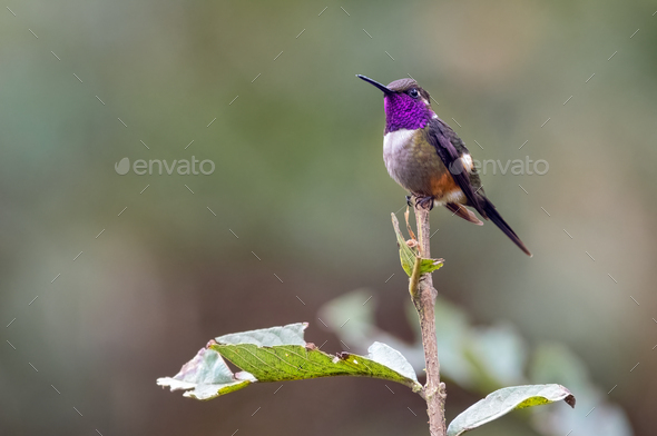 Purple-throated Woodstar (Calliphlox mitchellii). Hummingbird with colorful throat - Stock Photo - Images