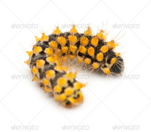 Caterpillar of Giant Peacock Moth, 15 days old, Saturnia pyri, against white background - Stock Photo - Images