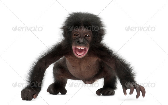 Baby bonobo, Pan paniscus, 4 months old, walking against white background - Stock Photo - Images