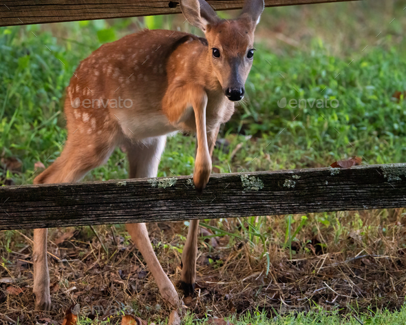 White-tailed Fawn Crossing Fence