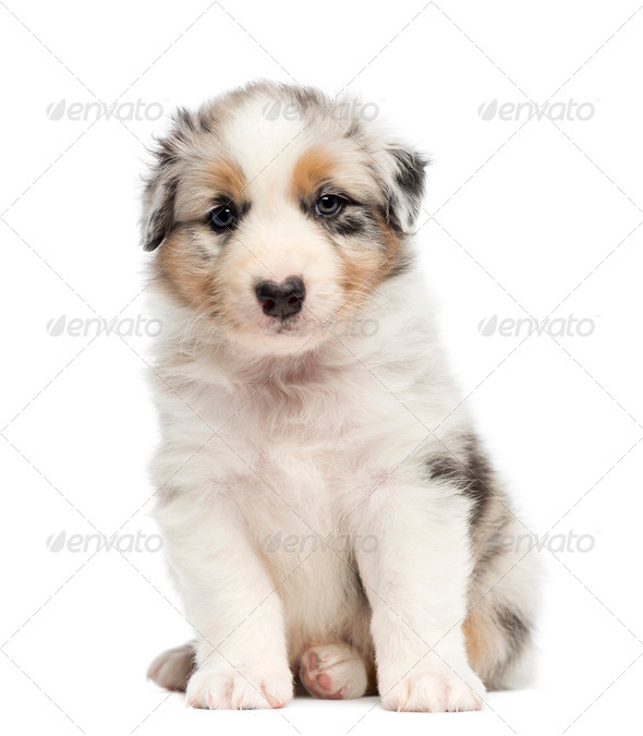 3 month australian shepherd