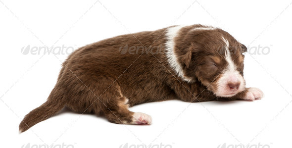 Australian Shepherd puppy, 16 days old, lying against white background - Stock Photo - Images
