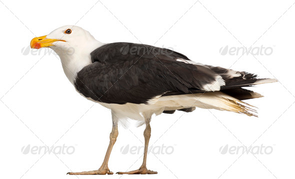 Male Great Black-backed Gull, Larus marinus, against white background - Stock Photo - Images
