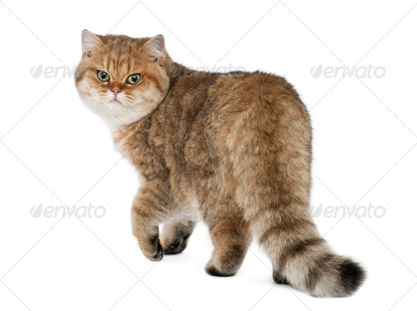 Golden shaded British shorthair, 7 months old, walking against white background - Stock Photo - Images