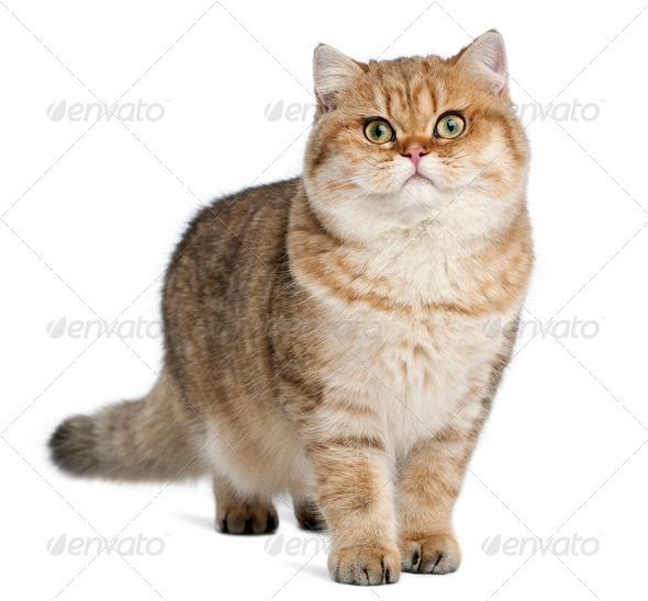 Golden shaded British shorthair, 7 months old, standing against white background