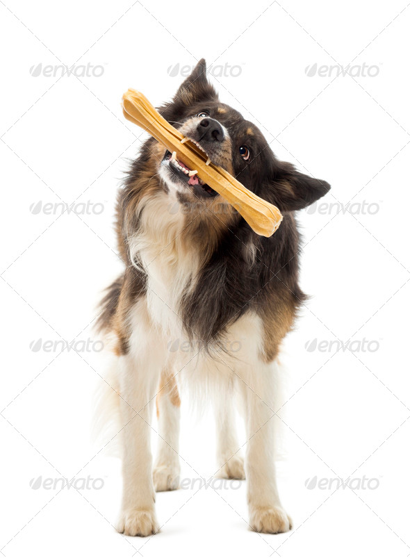 Border Collie standing and chewing bone against white background Stock